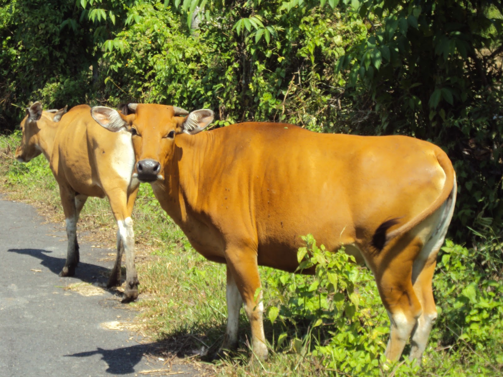Bisnis Peternakan Sapi