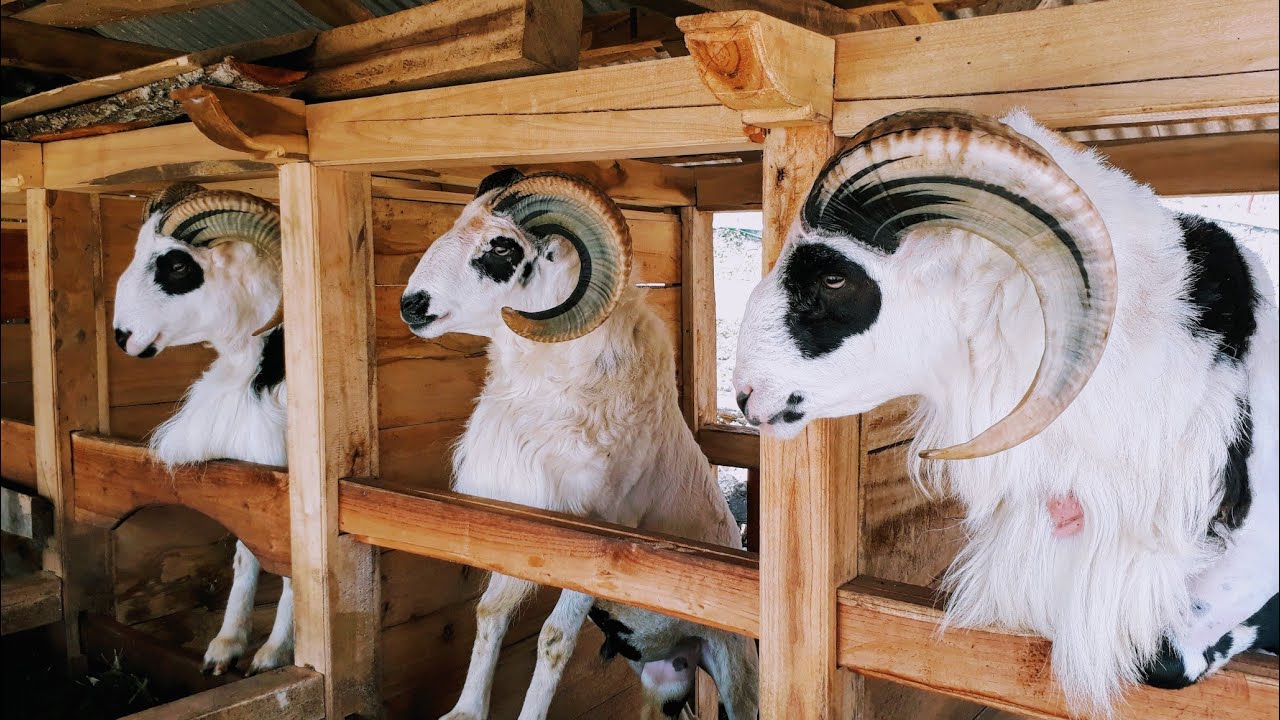 Ternak Domba Garut