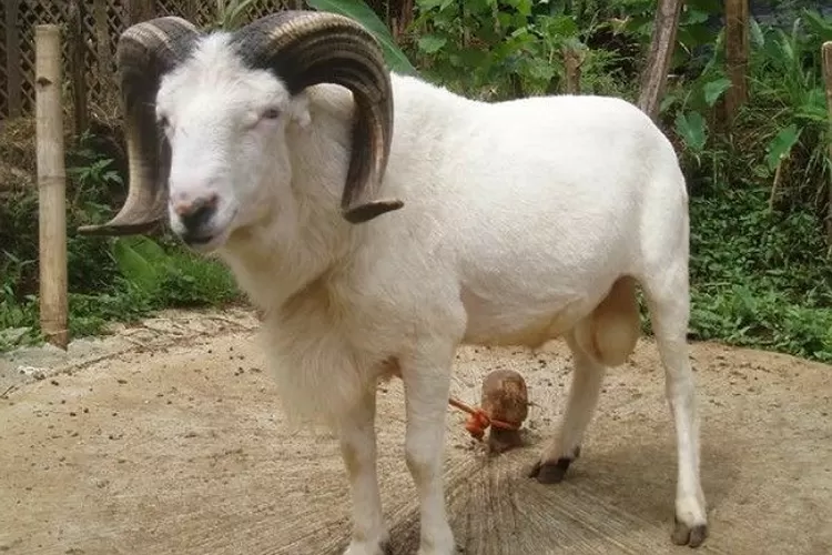 Cara Merawat Domba Garut dengan Benar dan Baik