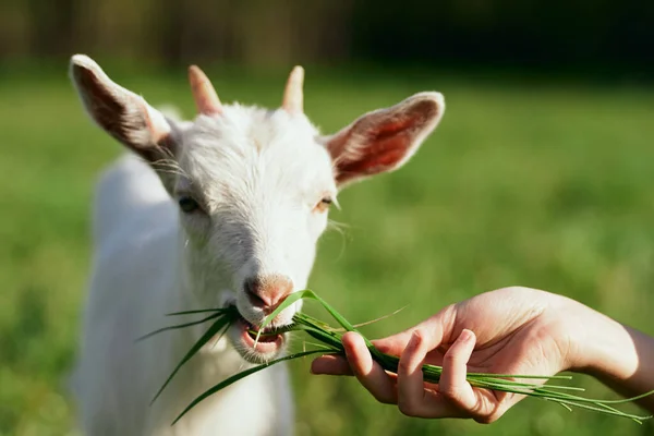 hijauan pakan kambing