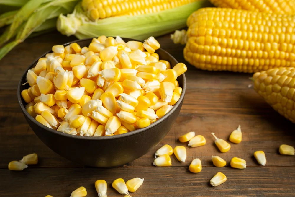 bisnis olahan jagung