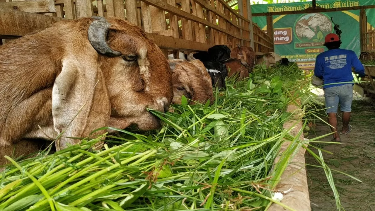 Suplemen Alami Untuk Ternak Kambing Agar Tumbuh Sehat