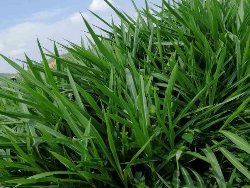 rumput odot untuk kambing