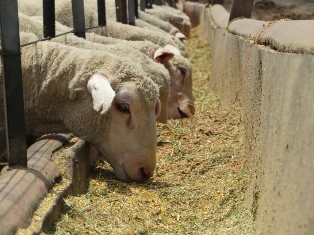kambing