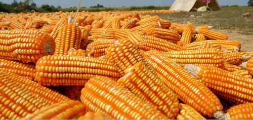 usaha pengolahan jagung