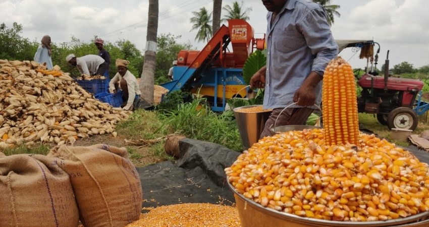 produksi jagung pipilan