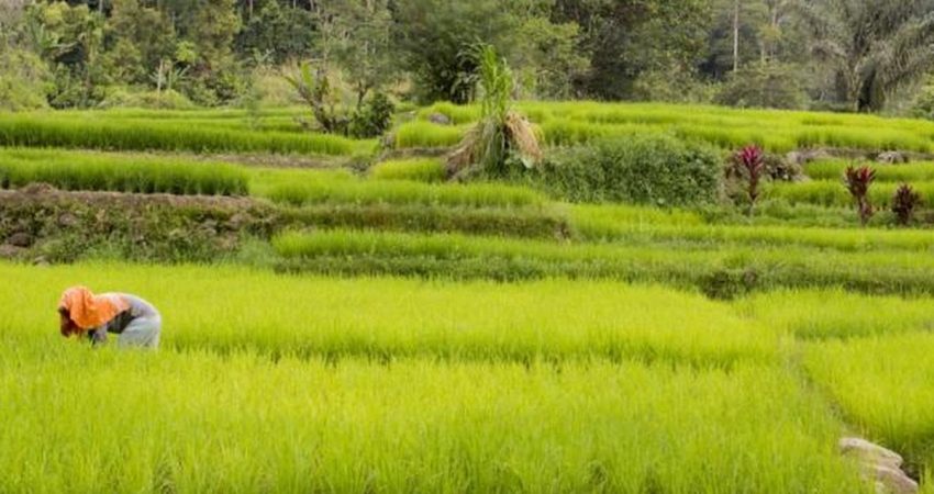 cara mengembangkan usaha pertanian padi
