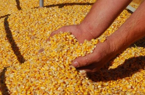 tahapan pascapanen tanaman jagung