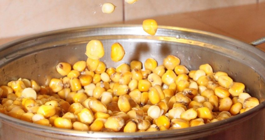 cara mengeringkan biji jagung