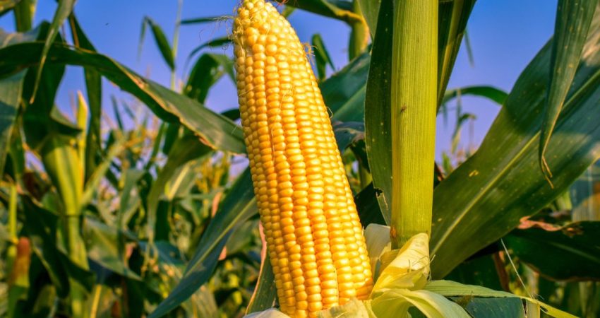 cara mengolah jagung setelah panen