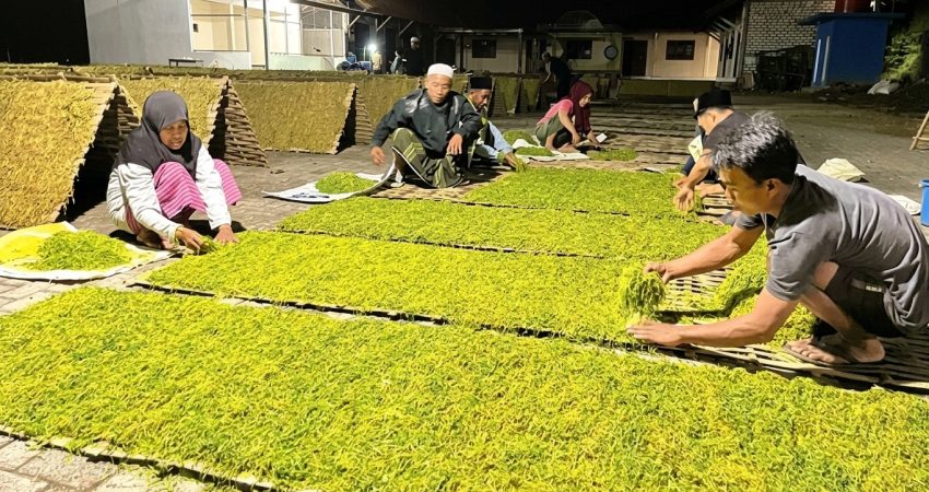 warna rajangan tembakau yang bagus