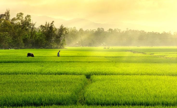 cara mengolah tanah sawah