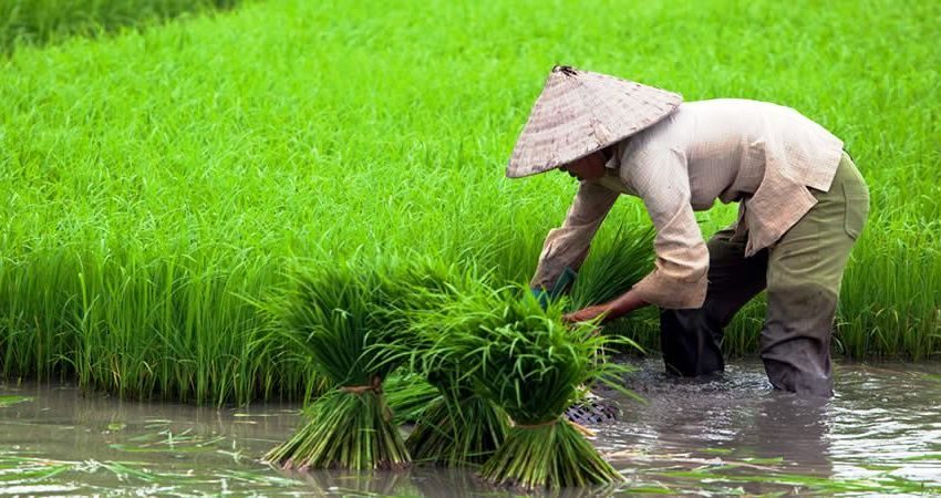 Cara Membuat Barisan Padi Lurus Tegak
