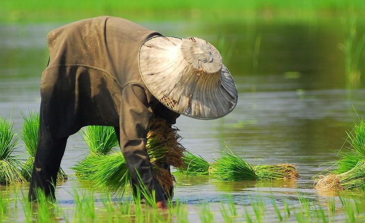 persiapan bibit sebelum pindah tanam