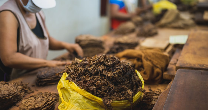 proses pengolahan daun tembakau